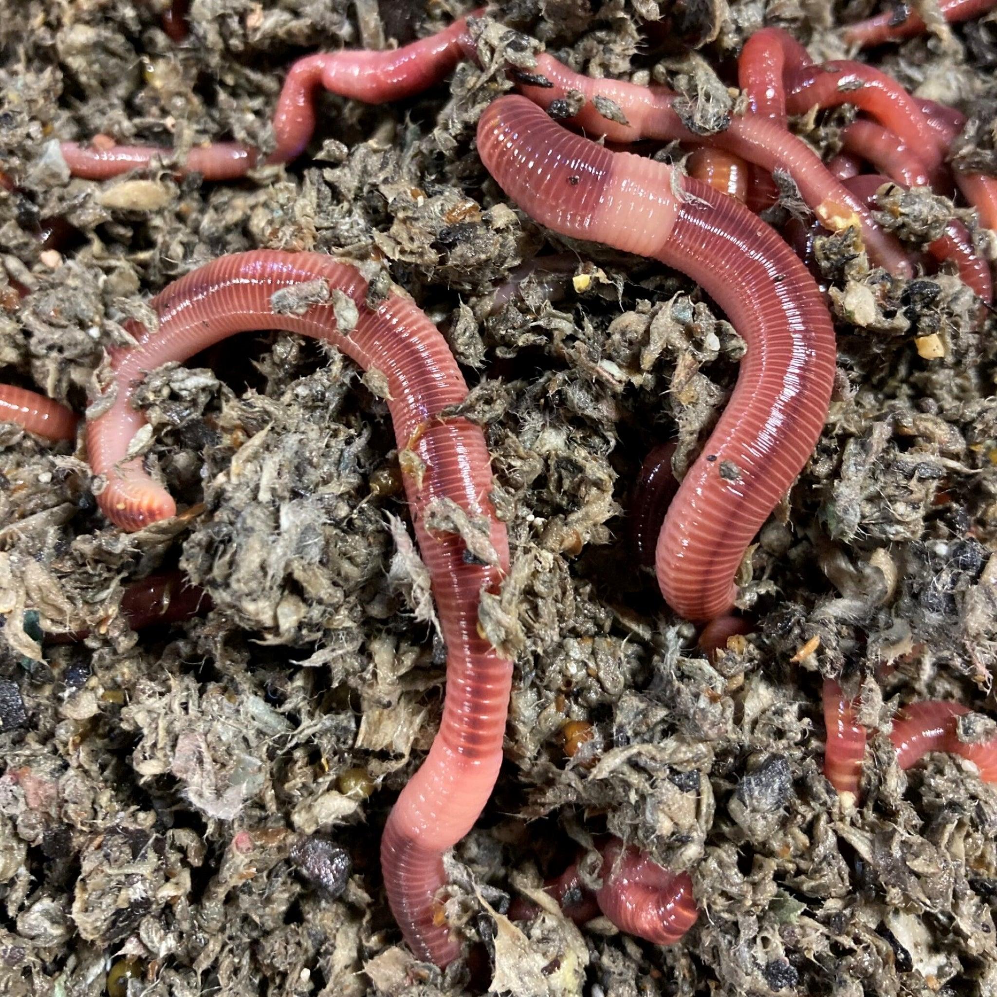 What are the best worms for composting? Indian Blues or Red